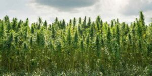 lab testing for cannabinoid products