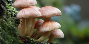 mushroom tolerance