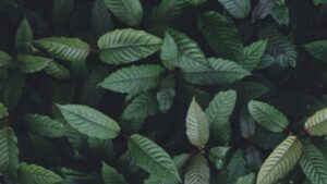 kratom farming 101