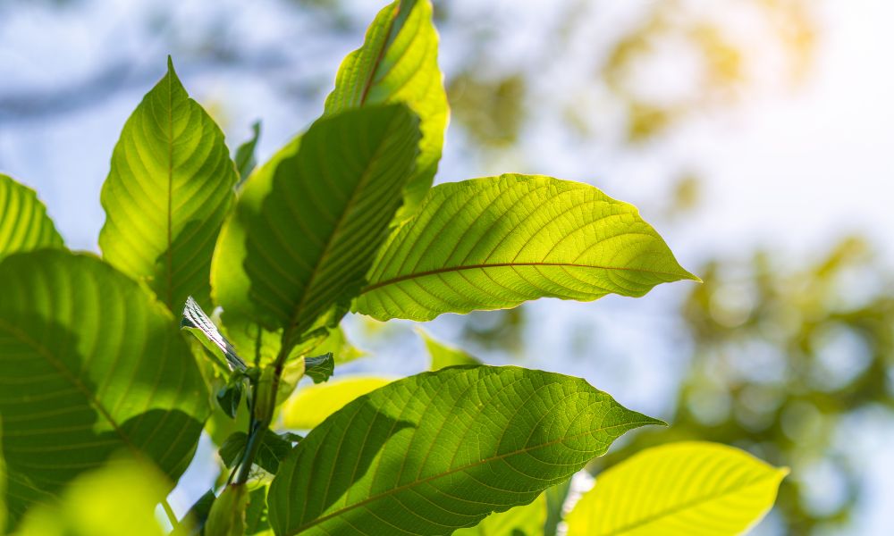 Yellow Kratom Powder: Dosage, Use, and Effects